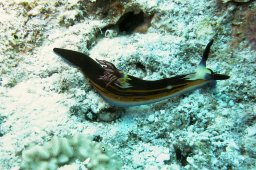 20010614_Erg_Abu_Ramada_0026